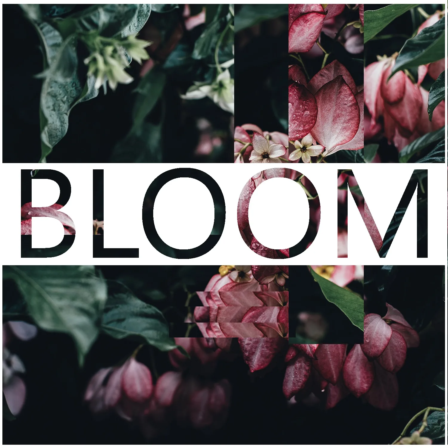 Bloom cover art